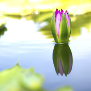 Reflecting Lotus